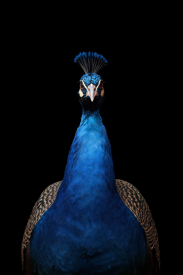 Regal Peacock Portrait