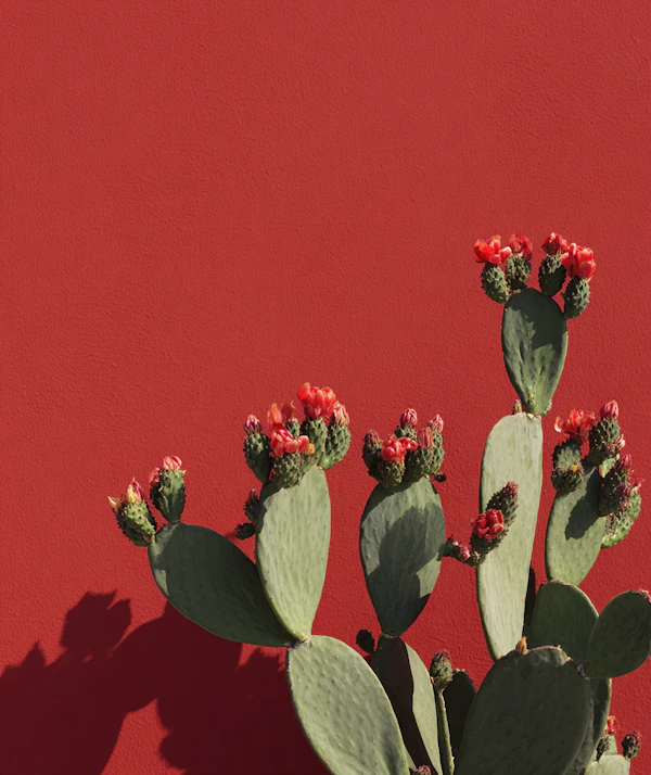 Cactus with Red Blooms