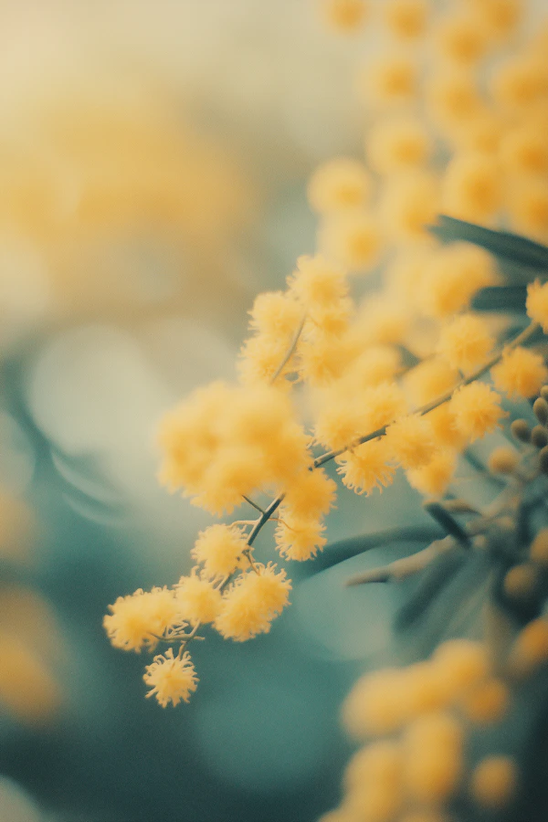 Yellow Mimosa Close-Up