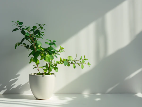 Elegant Potted Plant with Light and Shadow Interplay