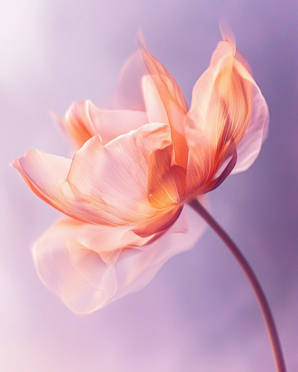 Peach Flower Close-Up