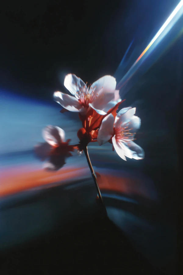 Dramatic Flower Close-Up