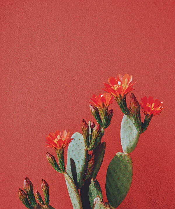 Cactus with Red Flowers