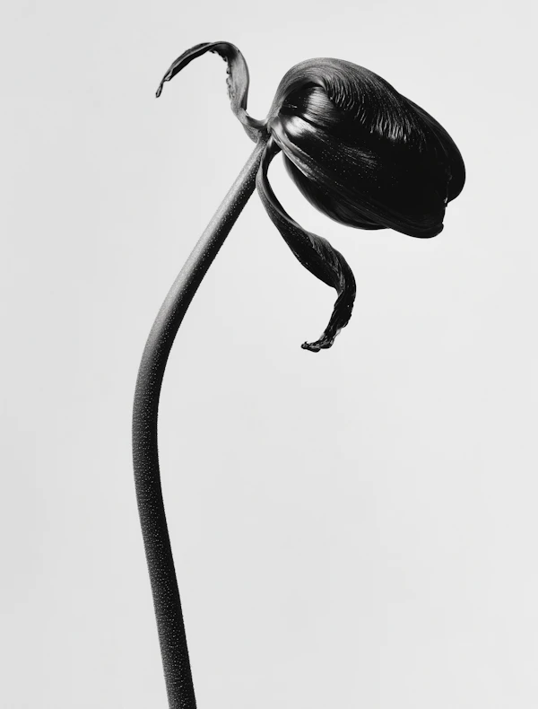 Elegant Black Tulip