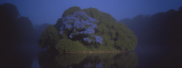 Tranquil Twilight Tree