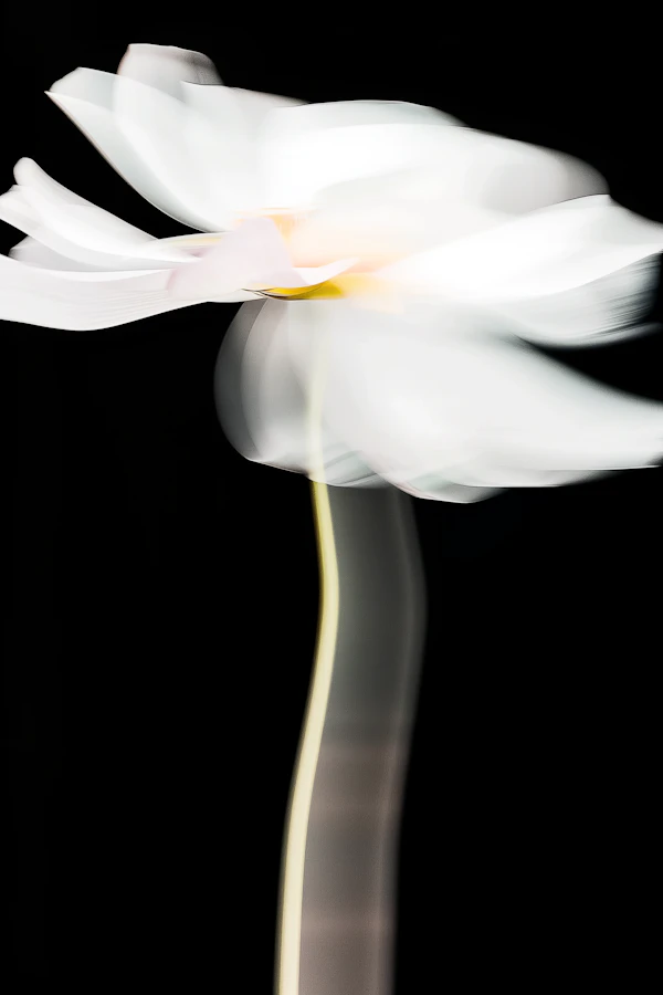 Ethereal White Flower