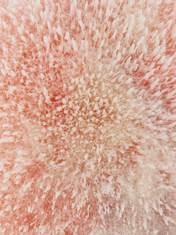 Textured Coral Surface
