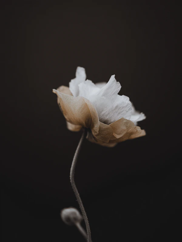 Delicate Flower Close-Up
