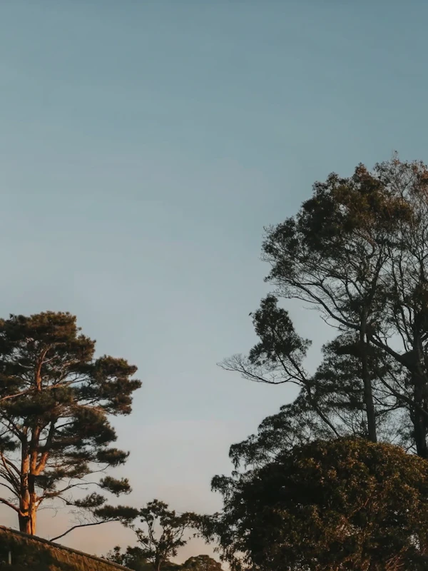 Serene Forest Scene