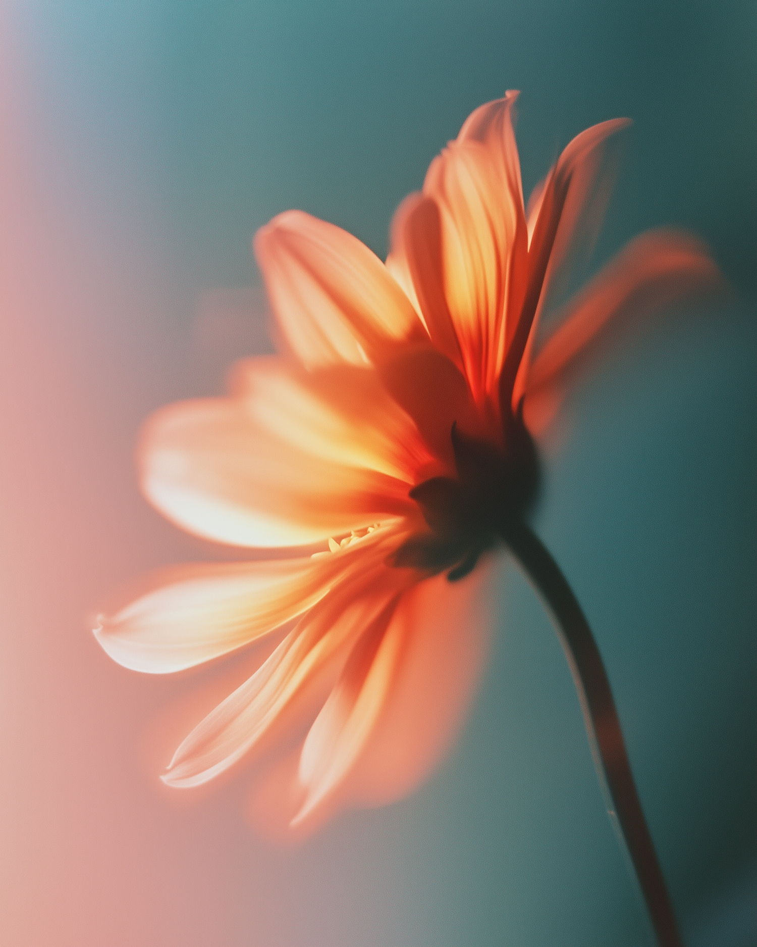 Vibrant Orange Flower Close-Up