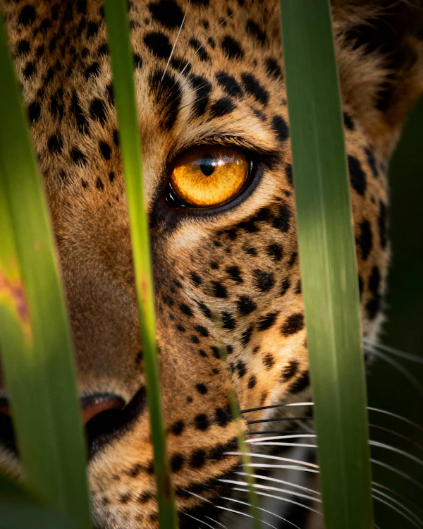 Leopard's Intense Gaze