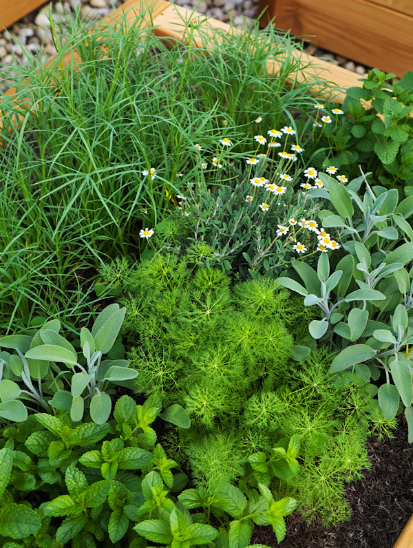 Herb Garden Arrangement