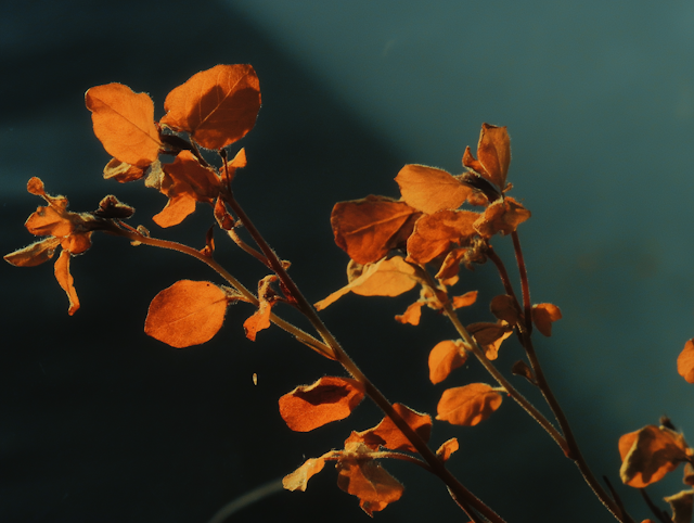 Vibrant Orange Leaves