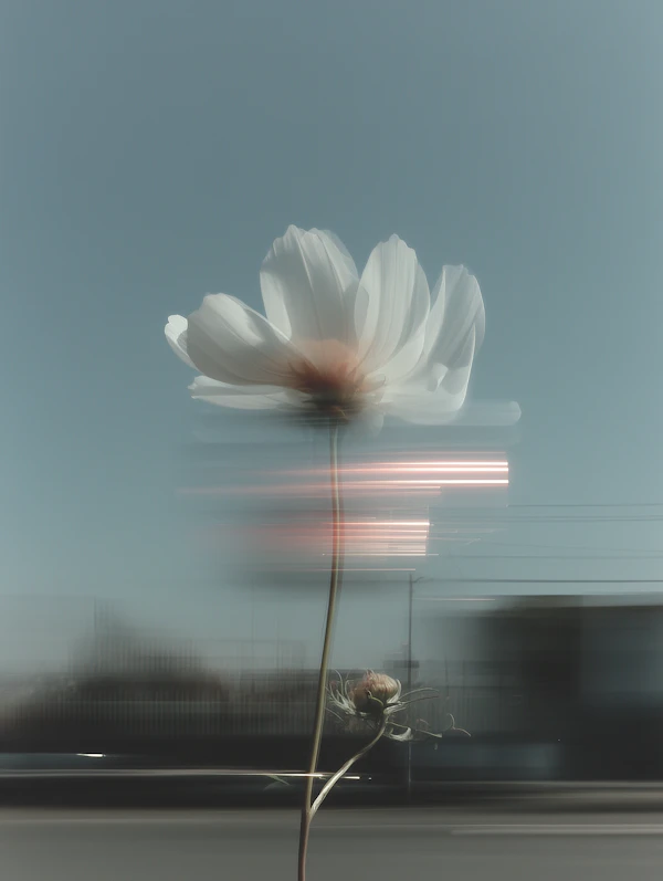 White Flower in Urban Blur