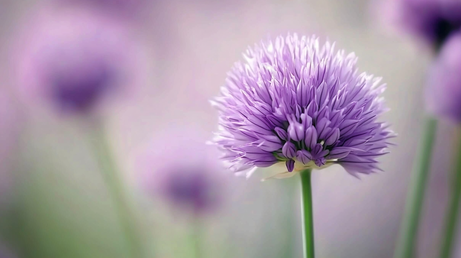 Close-up of a Vibrant Purple Flower