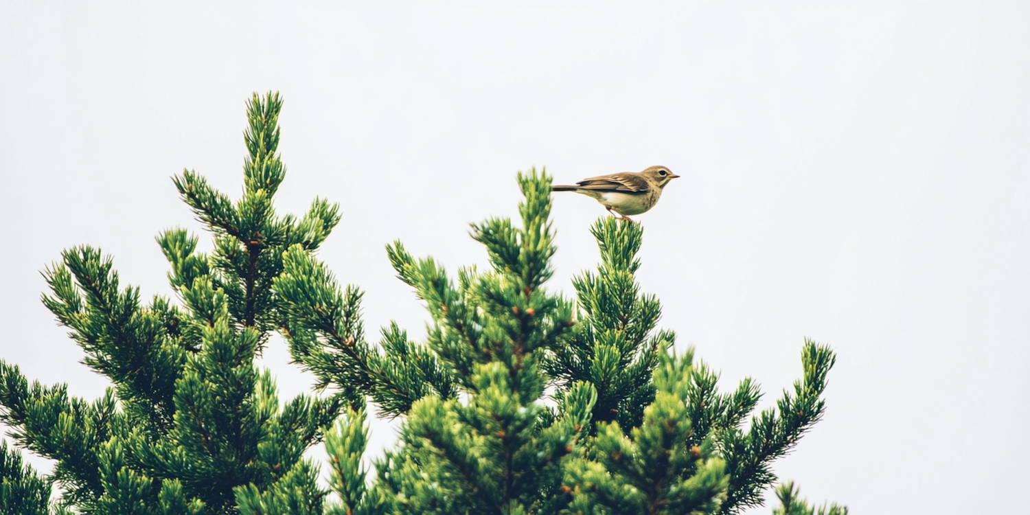 Bird on Coniferous Tree