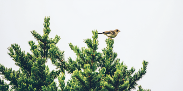 Bird on Coniferous Tree