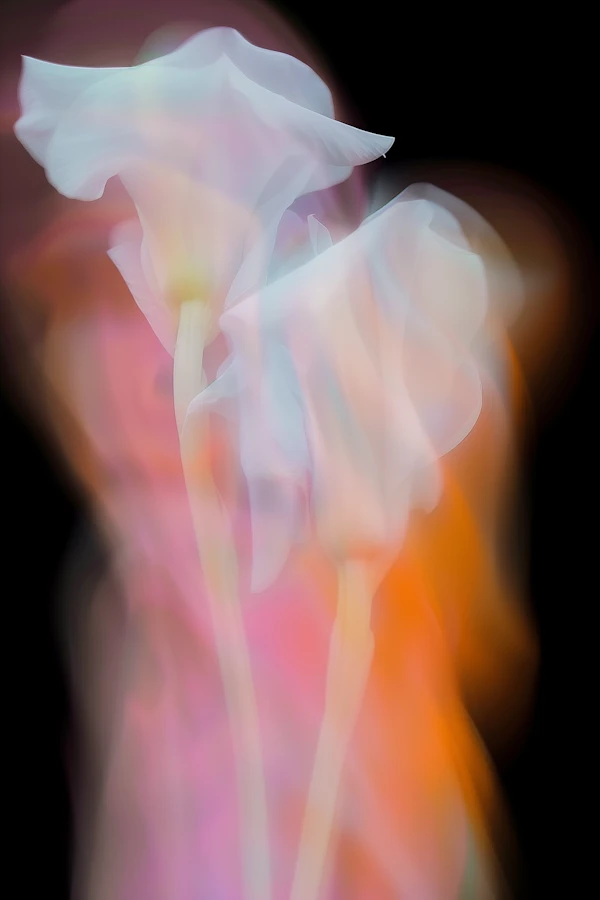 Ethereal Flower Art