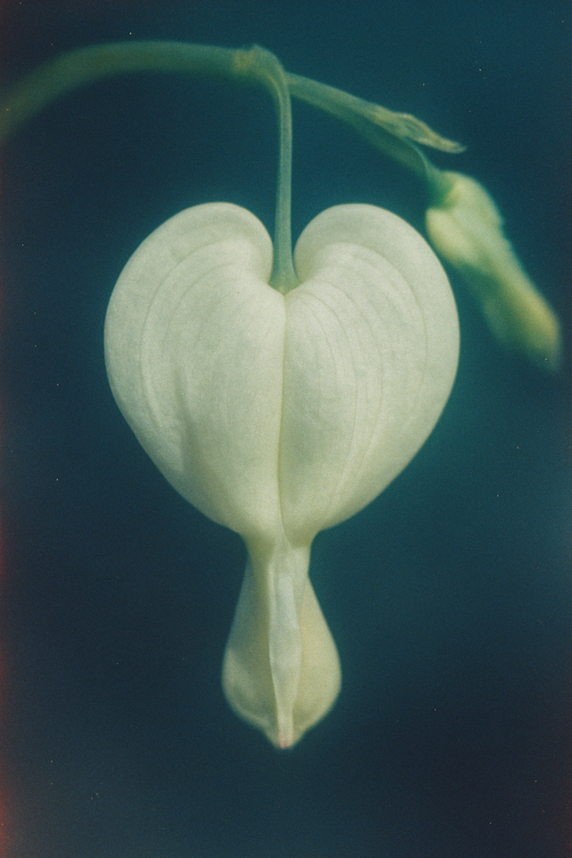 White Bleeding Heart