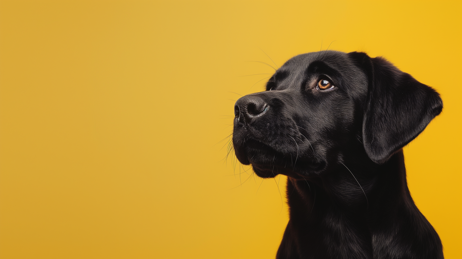 Reflective Black Labrador Portrait