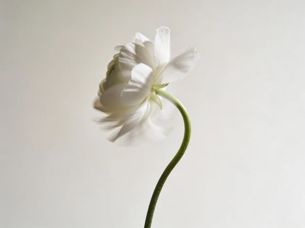 Elegant White Flower