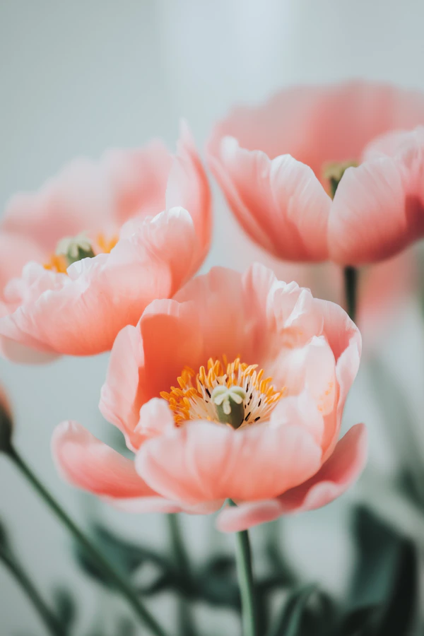 Delicate Pink Poppies