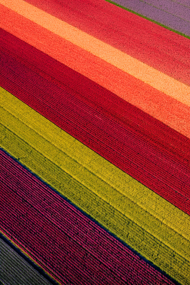 Aerial Tulip Fields