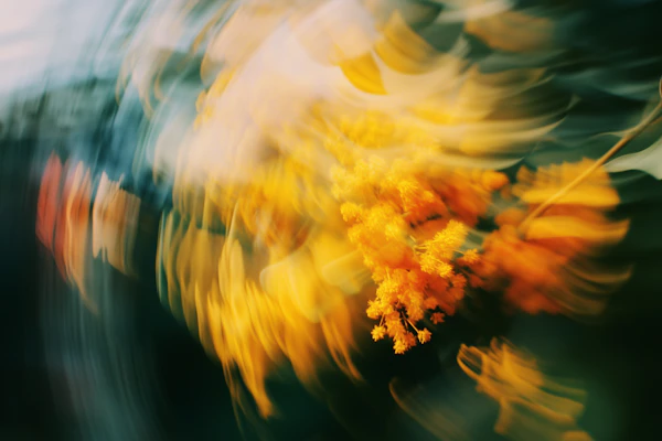 Swirling Mimosa Blossoms