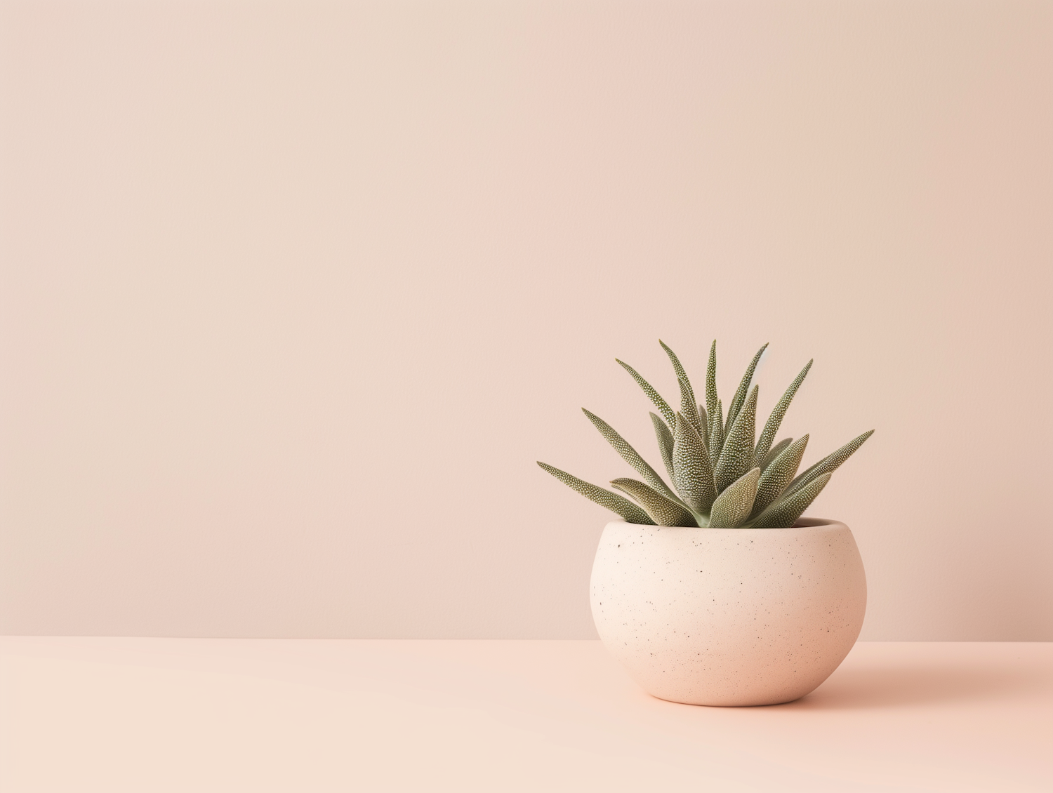 Minimalistic Potted Succulent