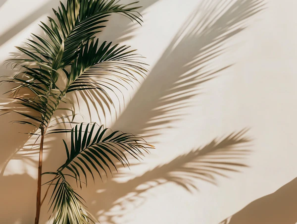 Palm Plant Shadows