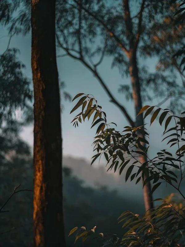 Serene Forest Scene