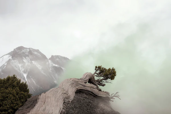 Twisted Tree Landscape