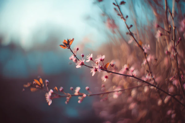 Blossoming Branch Close-Up