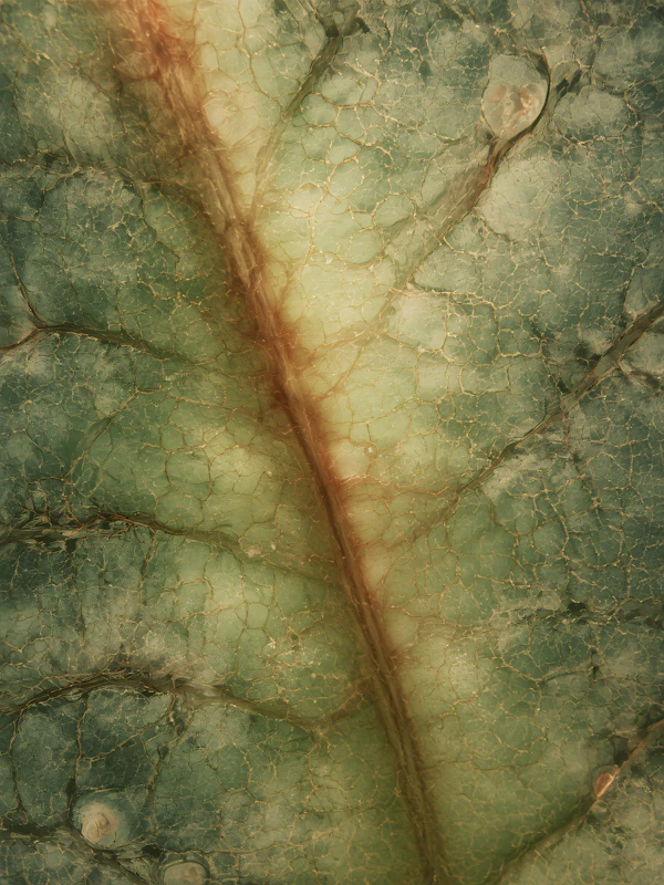 Leaf Vein Close-Up