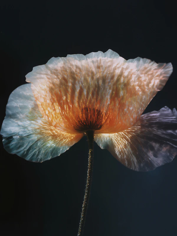 Ethereal Flower Close-Up