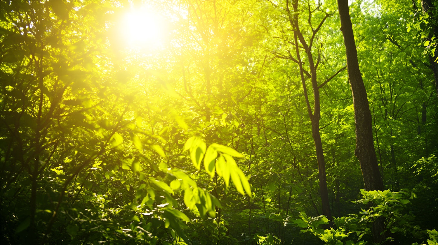 Serene Forest Sunlight