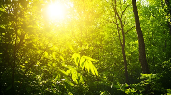 Serene Forest Sunlight