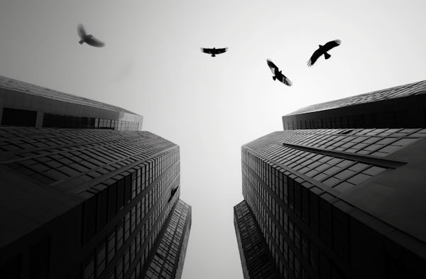 Urban Flight Amidst Monolithic Silhouettes