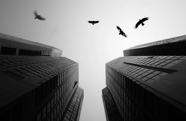 Skyward Crows Among Urban Monoliths
