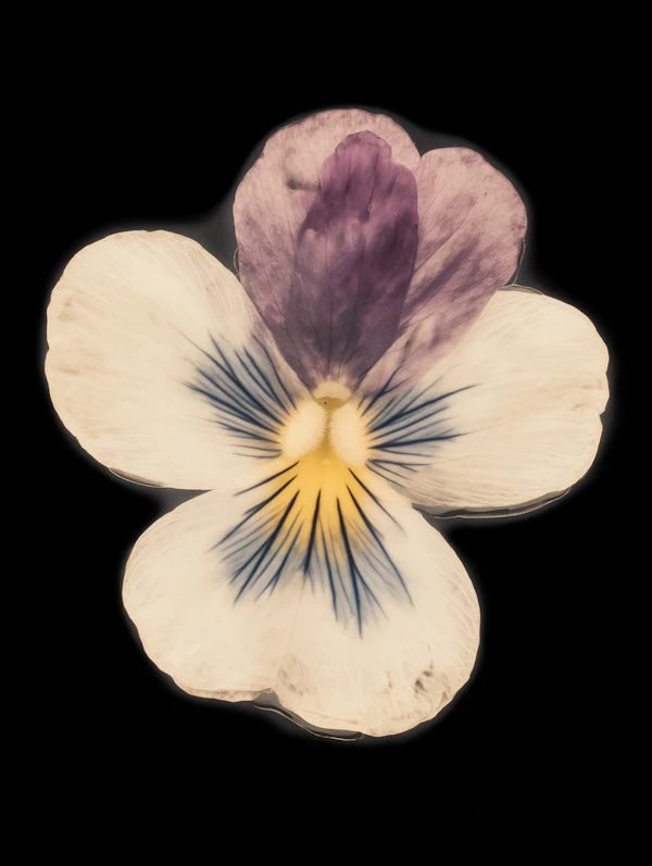 Close-Up of Pansy Flower