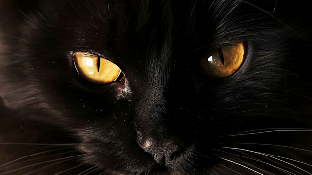 Close-up of Black Cat's Face