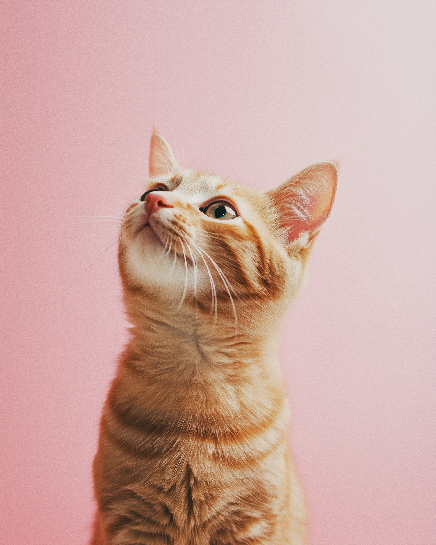 Curious Ginger Tabby Cat