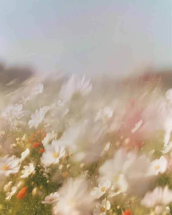 Dreamy Flower Field