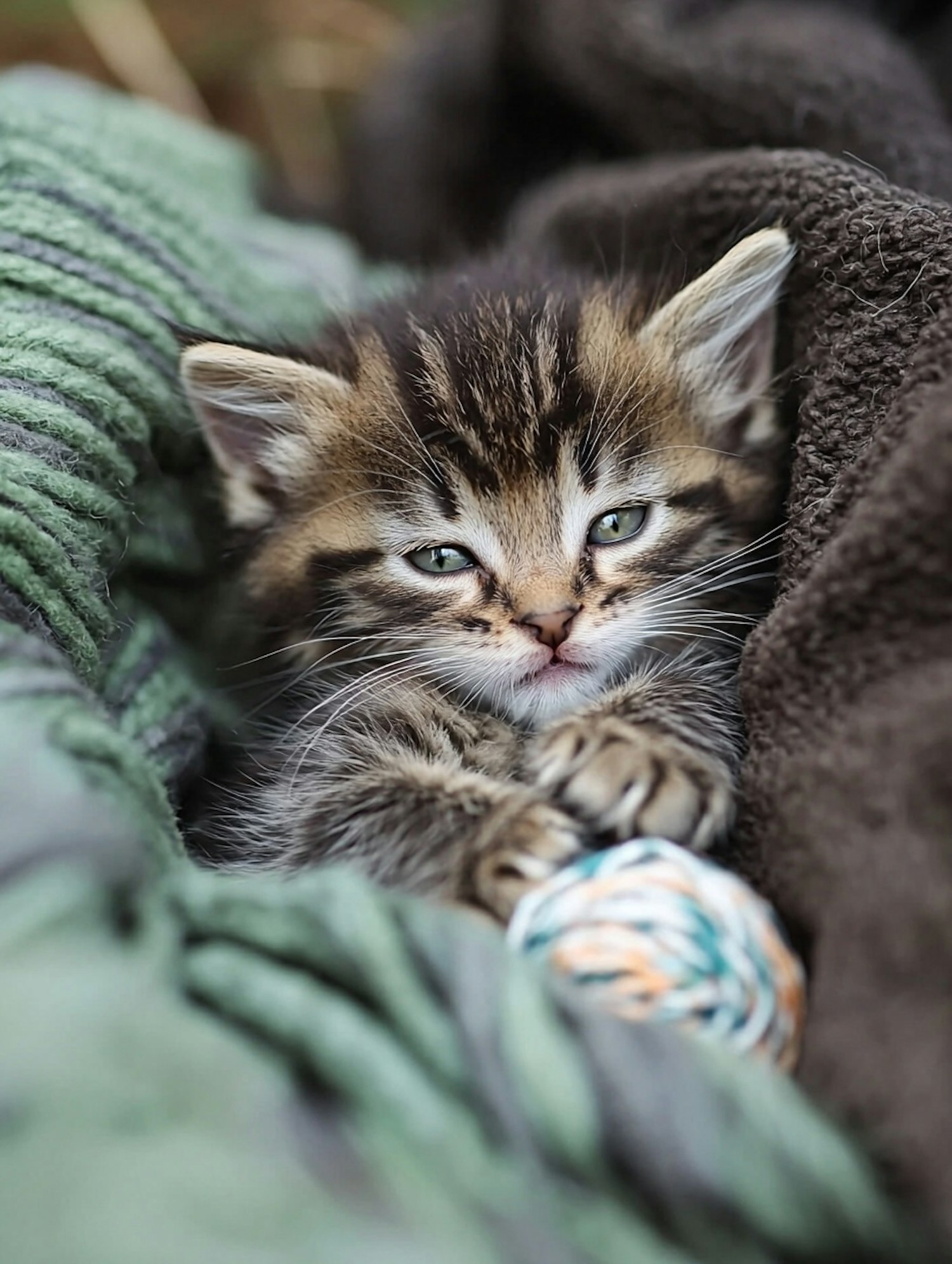 Cozy Kitten with Yarn