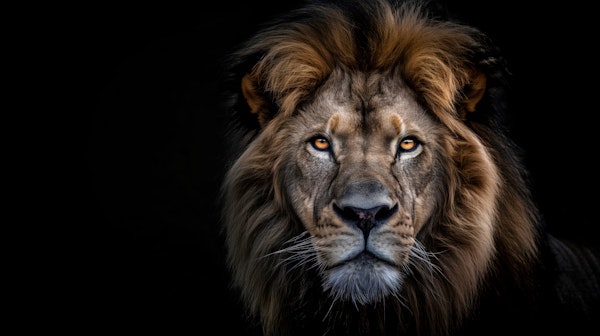 Majestic Lion Close-up