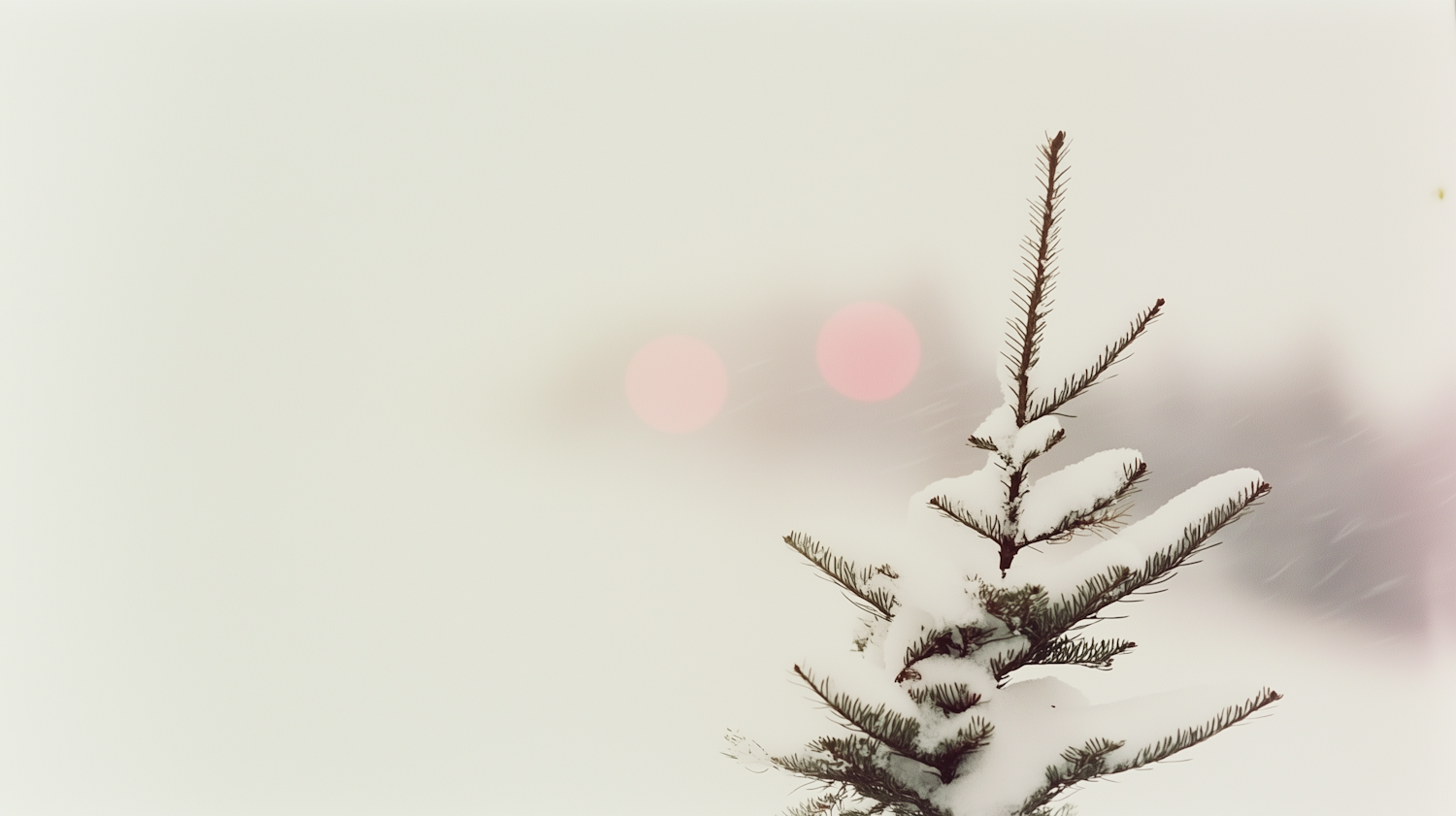 Snowy Evergreen Branch