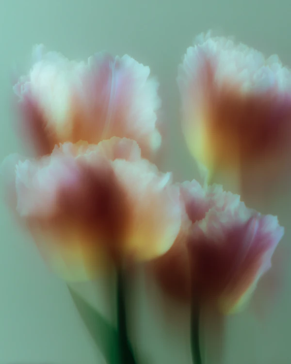Dreamy Pastel Flowers