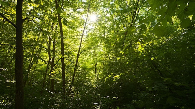 Serene Forest Canopy