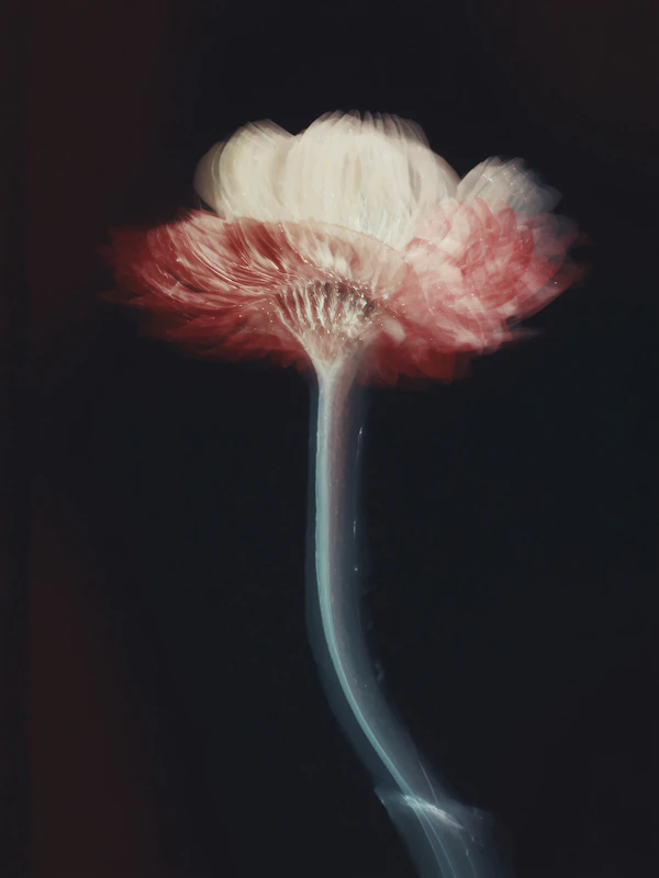 Ethereal Flower Close-Up
