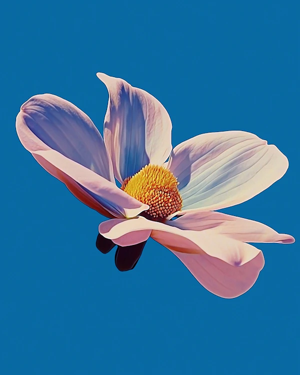 Elegant Flower Against Blue Sky